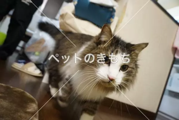 迷子猫の画像