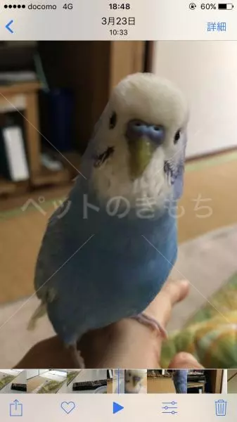 迷子鳥の画像