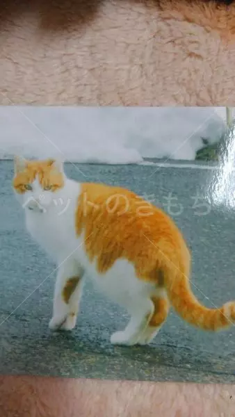 迷子猫の画像