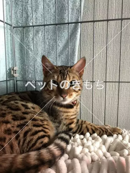 迷子猫の画像
