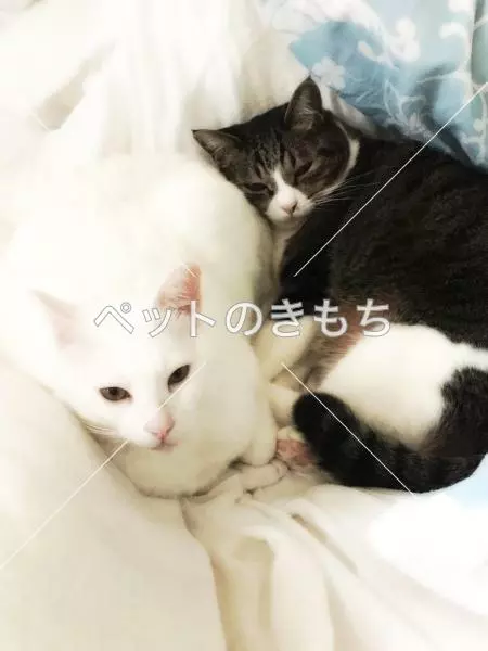 迷子猫の画像