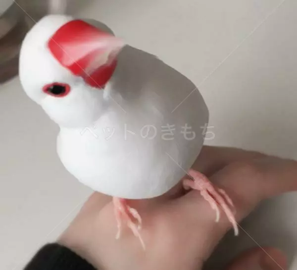 迷子鳥の画像