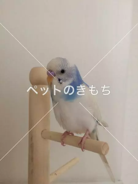 迷子鳥の画像