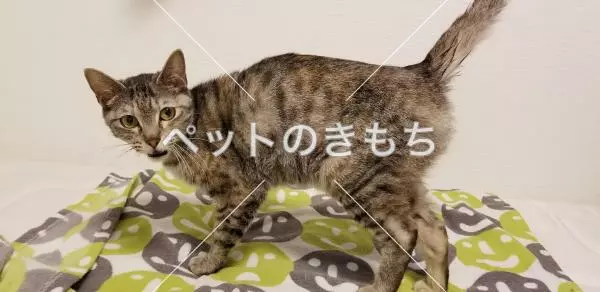 保護猫の画像