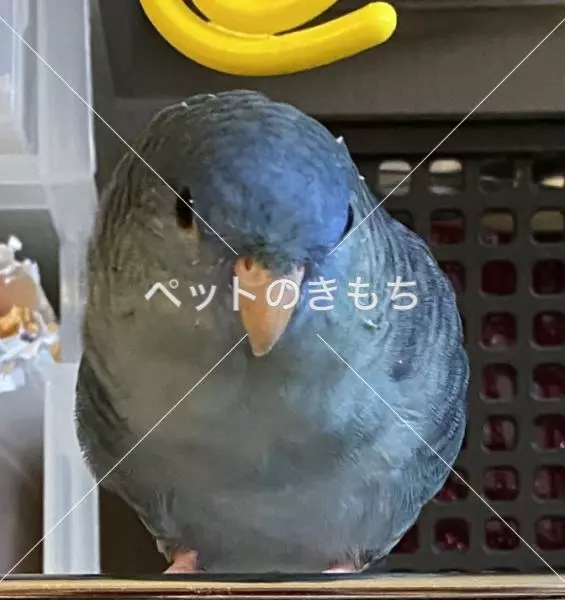 迷子鳥の画像