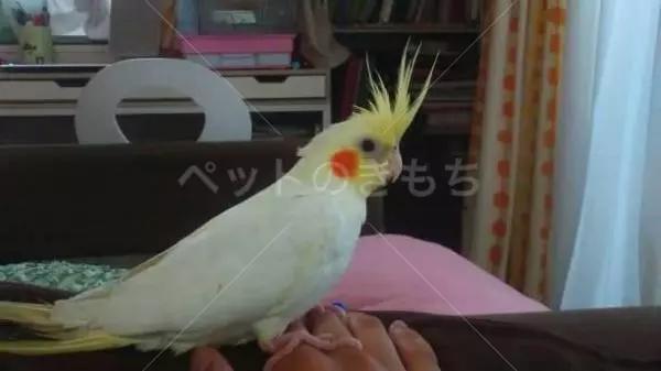 迷子鳥の画像