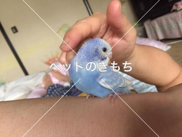 迷子鳥の画像