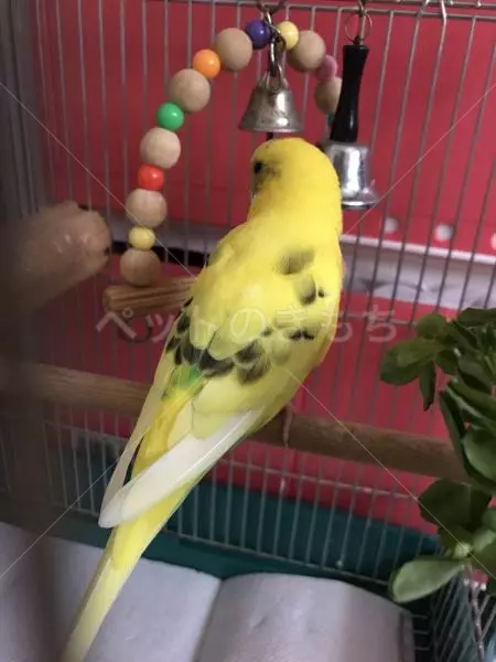 コメント投稿の画像