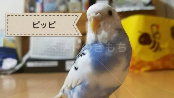 迷子鳥の画像