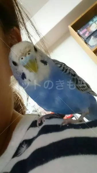 迷子鳥の画像