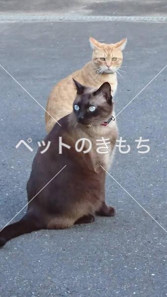 岩手県で猫が迷子になりました。猫種：トンキニーズ 投稿No:4273 1