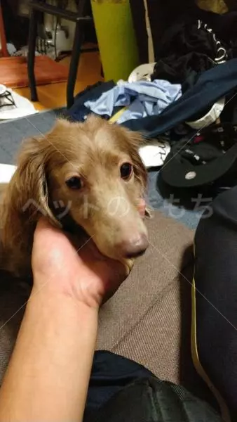 コメント投稿の画像