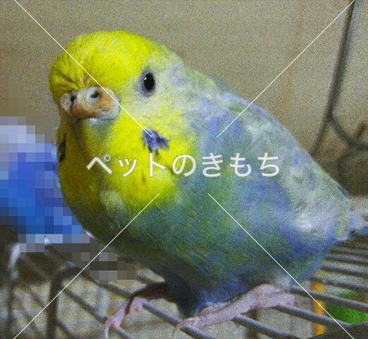 迷子鳥の画像