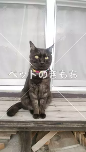 迷子猫の画像