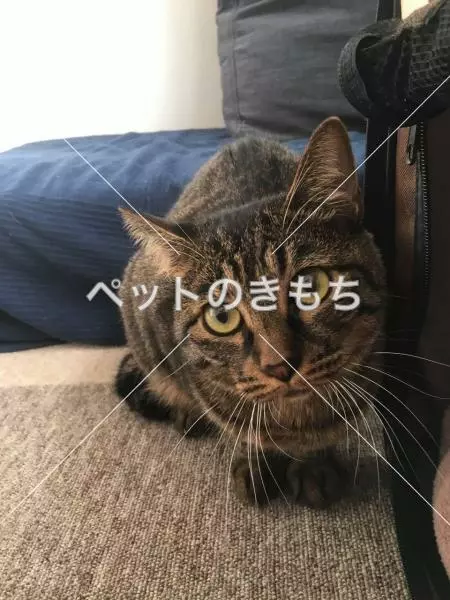 迷子猫の画像