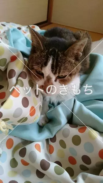 迷子猫の画像