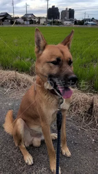 迷子犬の画像