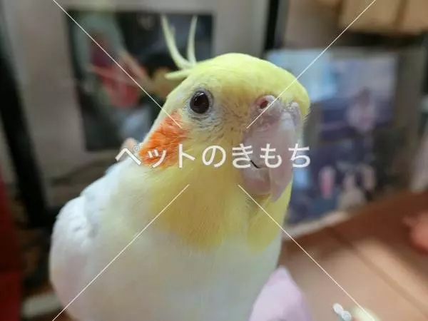 迷子鳥の画像