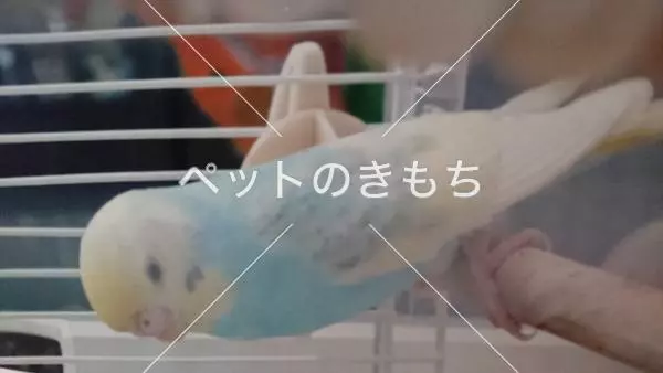 迷子鳥の画像