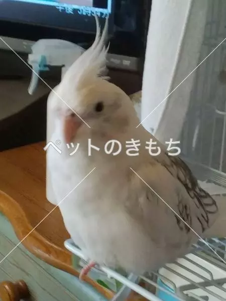 迷子鳥の画像