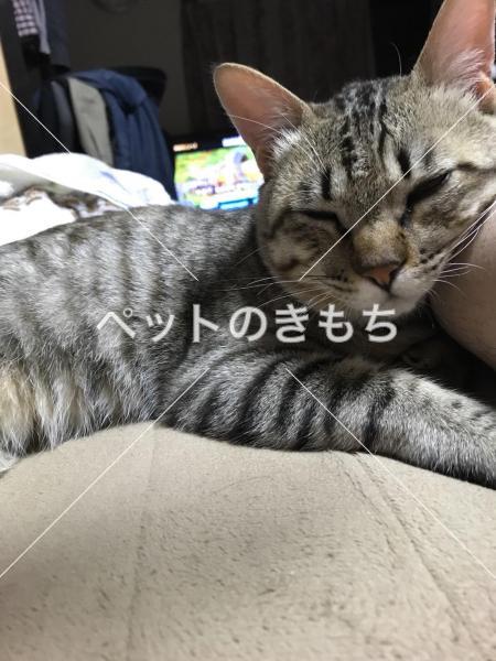 迷い猫の写真