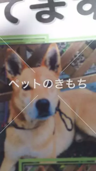 保護犬の画像