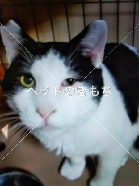 迷子猫の画像