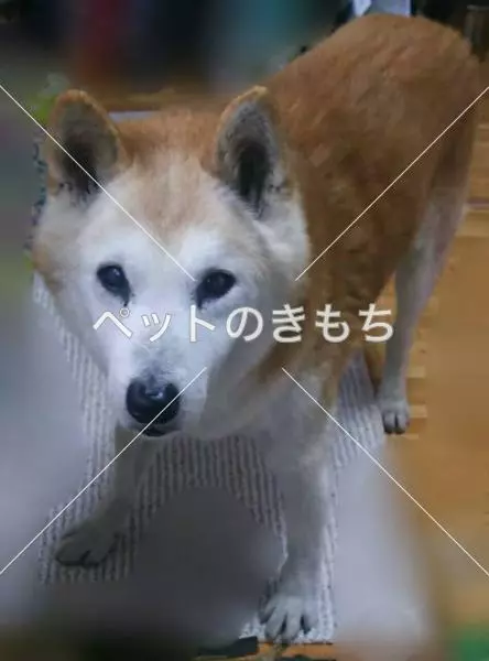 迷子犬の画像