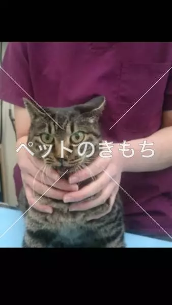保護猫の画像