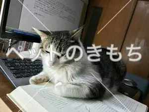 コメント投稿の画像