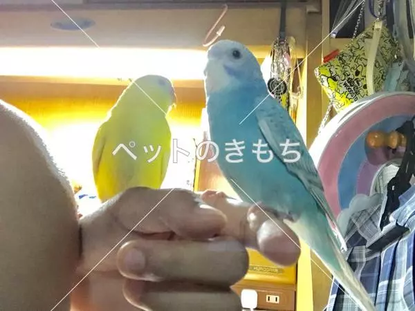 迷子鳥の画像