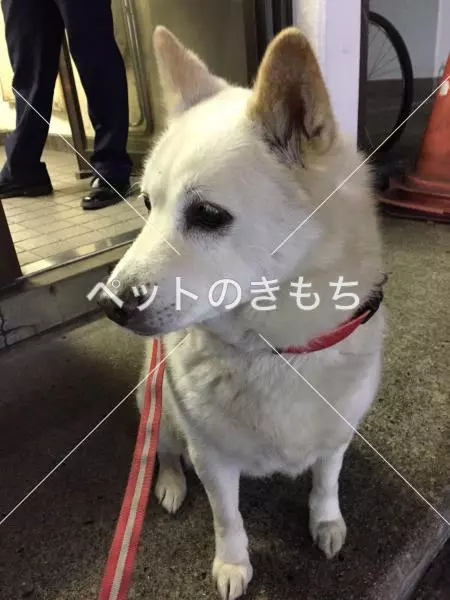 コメント投稿の画像