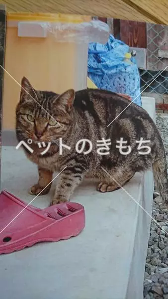 保護猫の画像