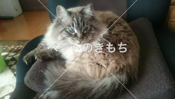 迷子猫の画像
