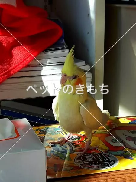 迷子鳥の画像