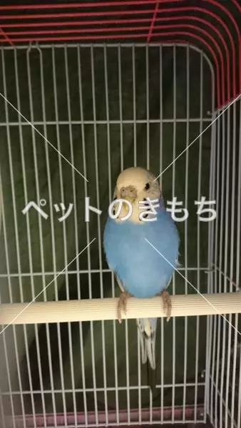 コメント投稿の画像