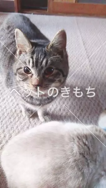 迷子猫の画像