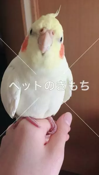 迷子鳥の画像