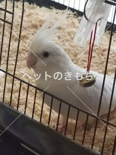 迷子鳥の画像