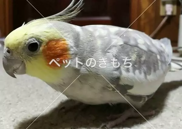 迷子鳥の画像