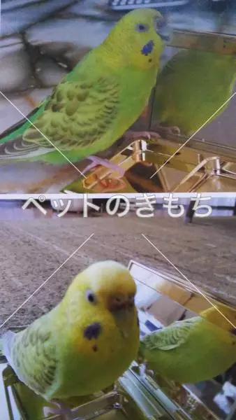 迷子鳥の画像