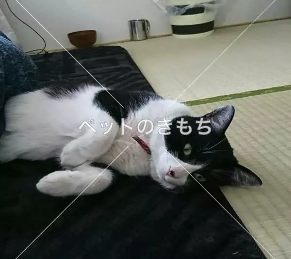 迷子猫の画像