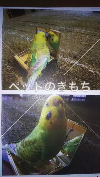 コメント投稿の画像