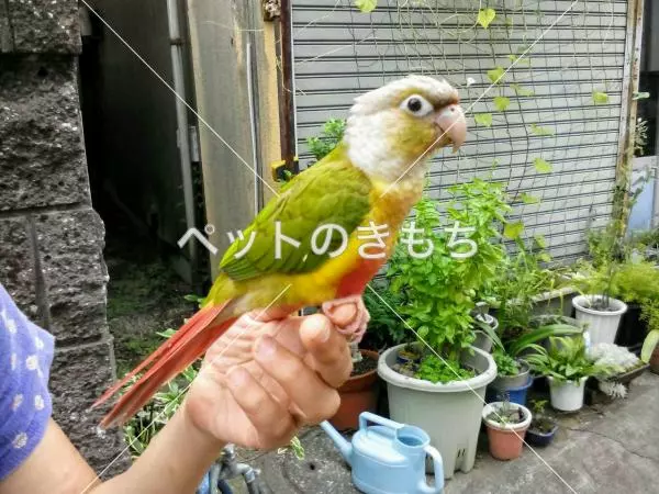 迷子鳥の画像