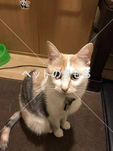 コメント投稿の画像