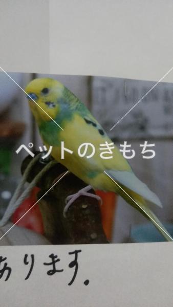 迷子鳥の画像