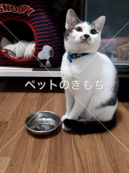 迷子猫の画像