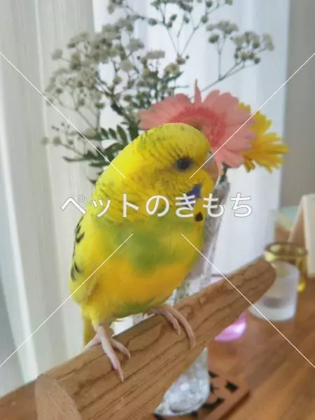 迷子鳥の画像
