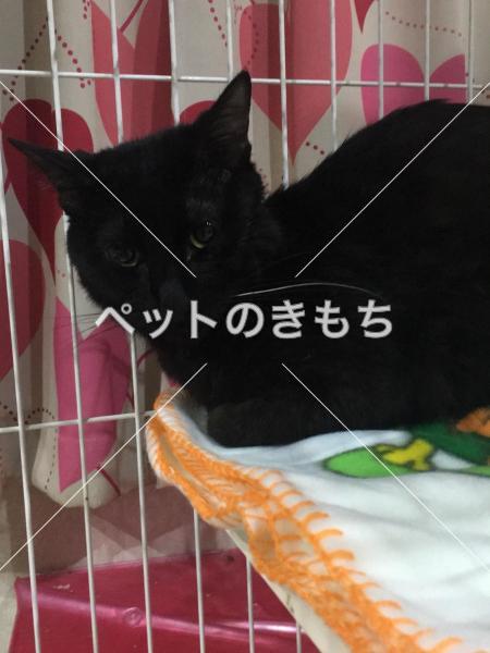 迷子猫の画像