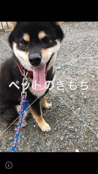 迷子犬の画像